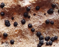 Collemopsidium ostrearum Taxon Atlantique-Manche forme sur Patella.